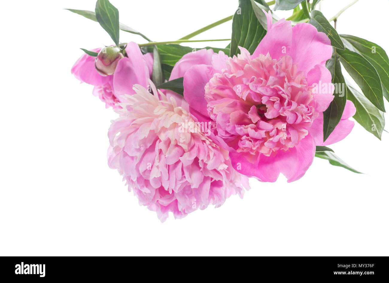 bouquet of blooming peonies on white background Stock Photo - Alamy