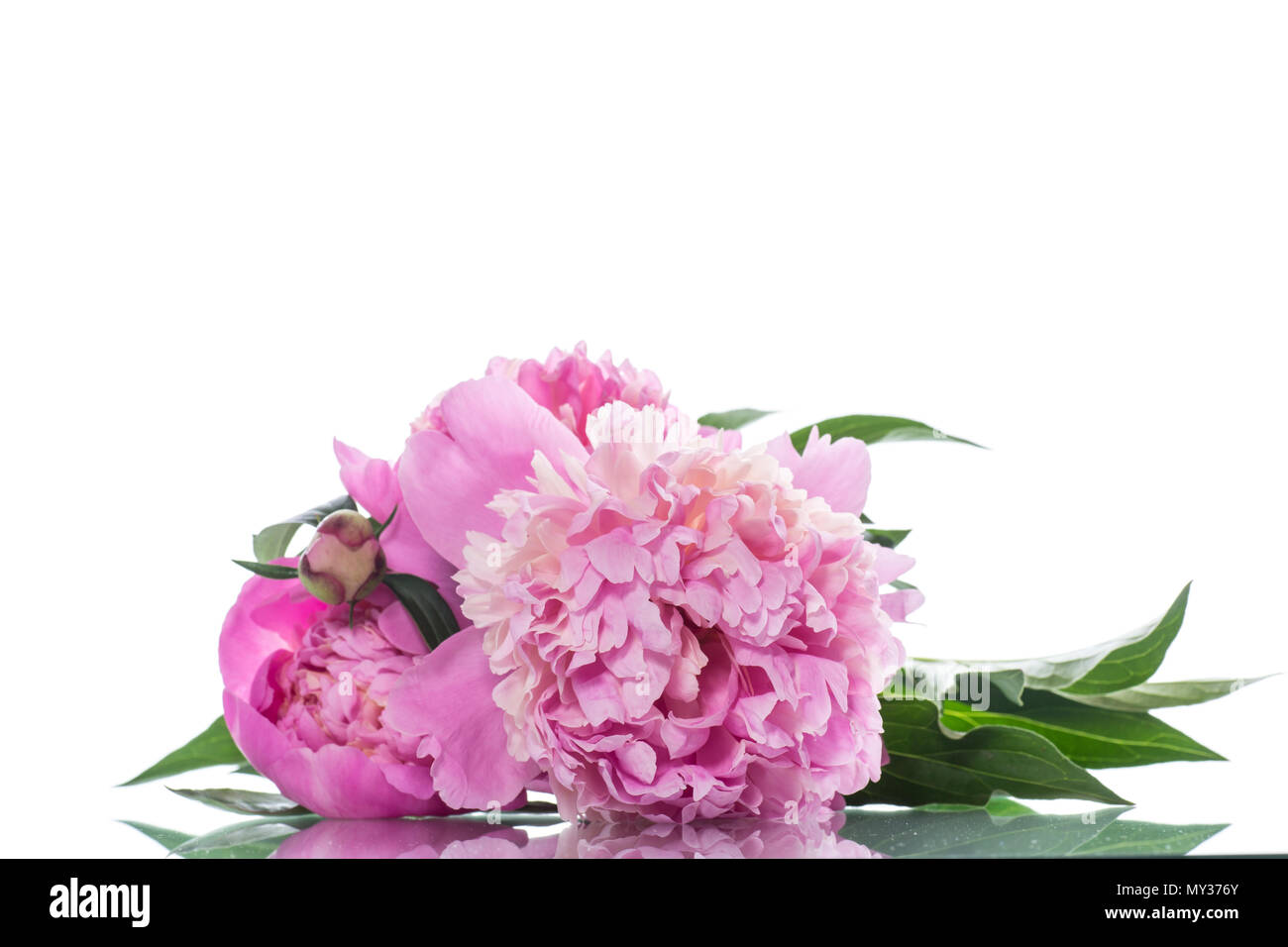 bouquet of blooming peonies on white background Stock Photo - Alamy