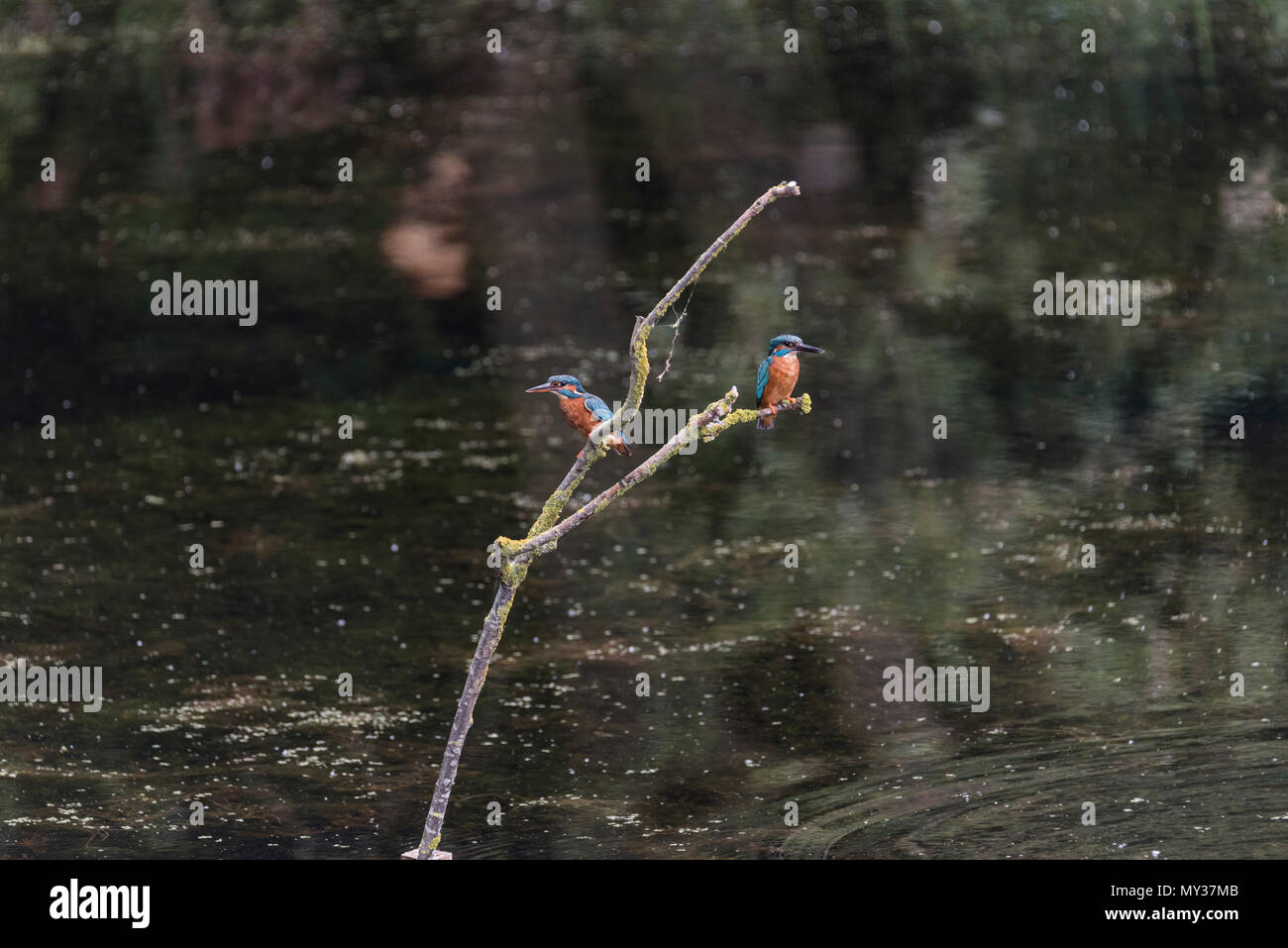 Pair of perched Kingfishers (Alcedo atthis) Stock Photo