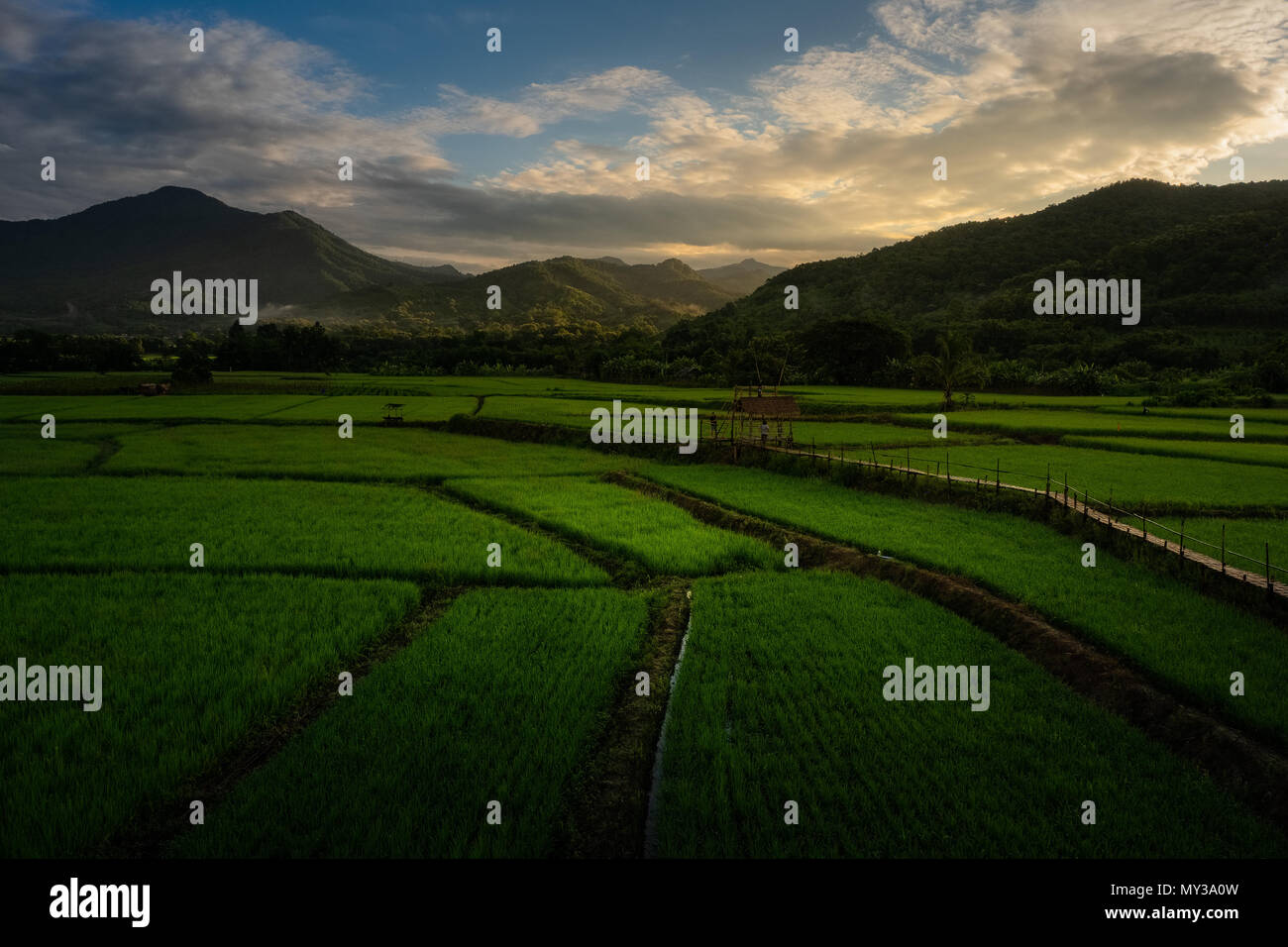 Traditional Rice Plantation Hut made from rice hi-res stock photography and images - Alamy