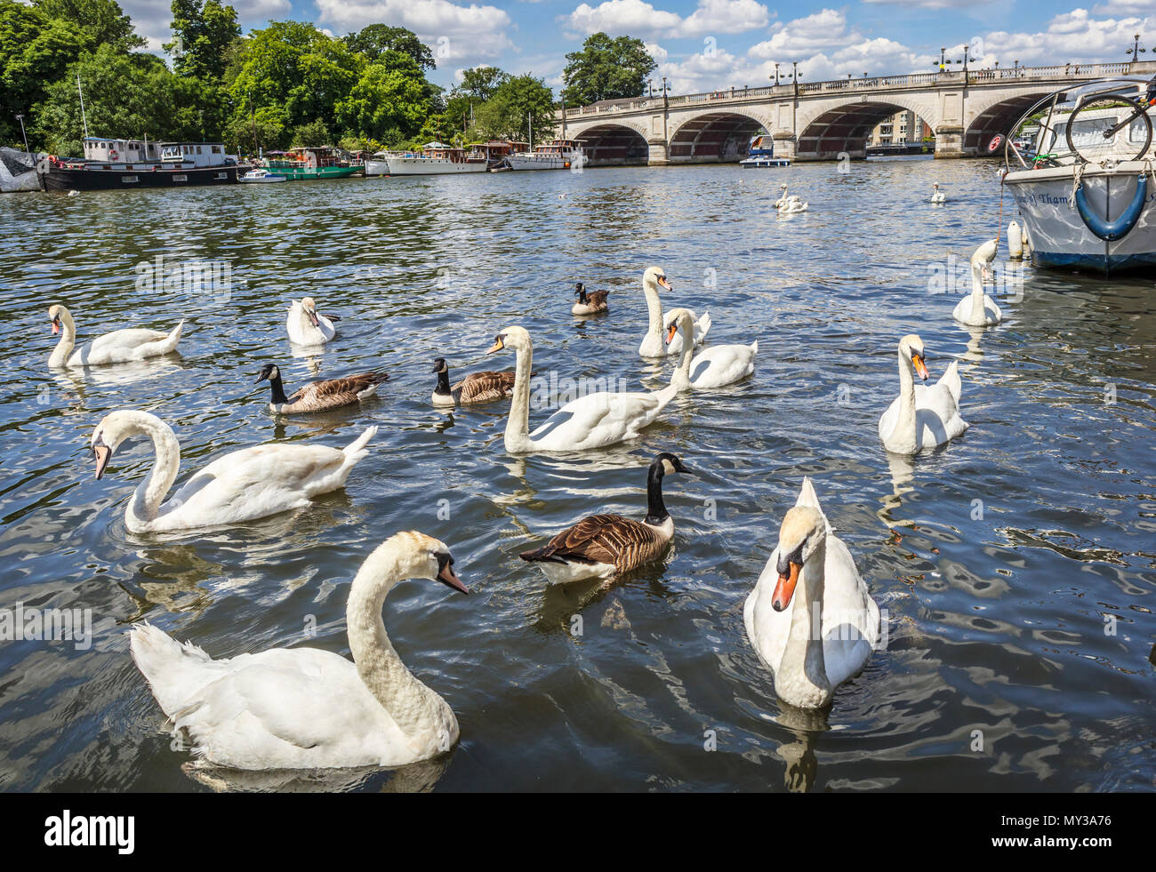 Mute swans swimming by Kingston Bridge over the River Thames, Kingston