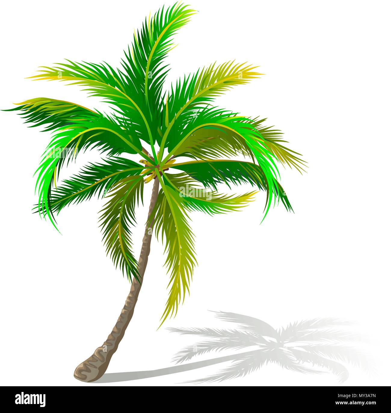 A palm tree on a white background. A palm tree with green leaves. Stock Vector