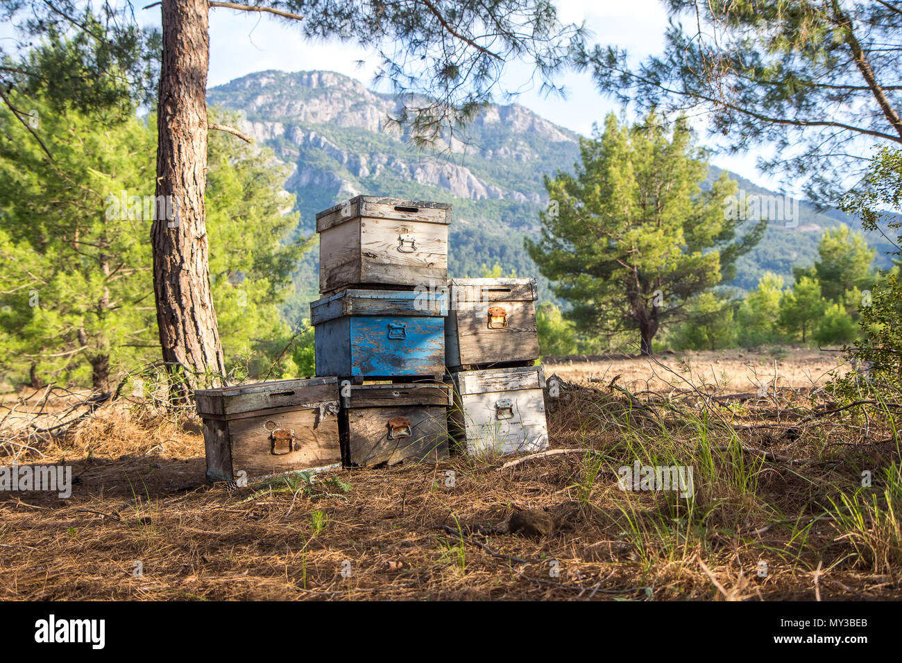 Old apiary in summer piney forest on the background of a mountain landscape Stock Photo