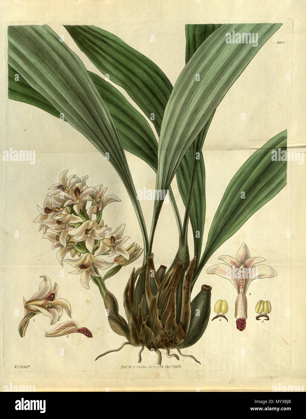 . Illustration of Xylobium squalens (as syn. Maxillaria squalens) . 1829. W. J. H. (= William Jackson Hooker) (1785-1865) del. 570 Xylobium squalens (as Maxillaria squalens)- Curtis' 56 (N.S. 3) pl. 2955 (1829) Stock Photo