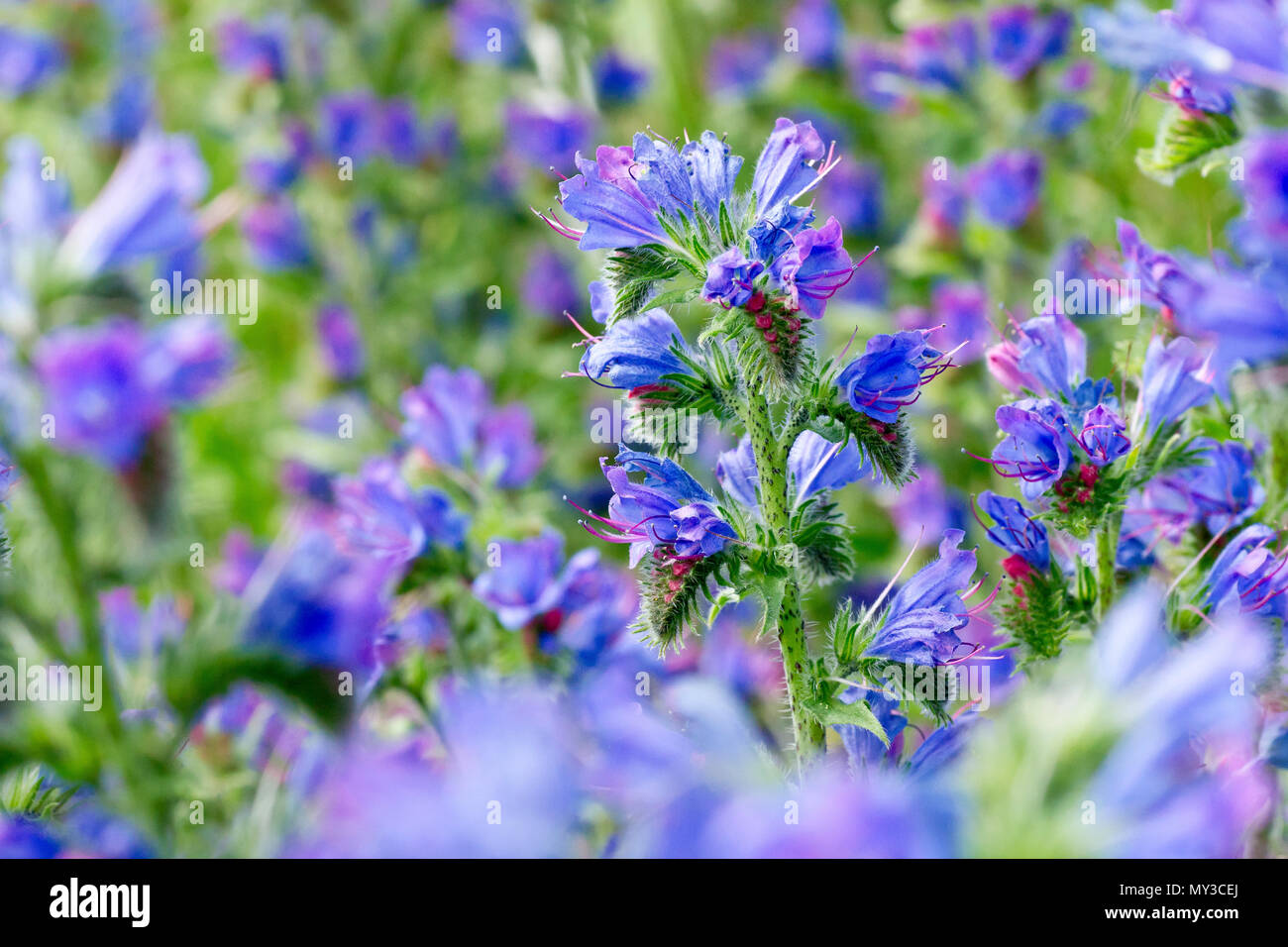 Viper's Bugloss (echium vulgare), a close up of a single flower head out of many. Stock Photo