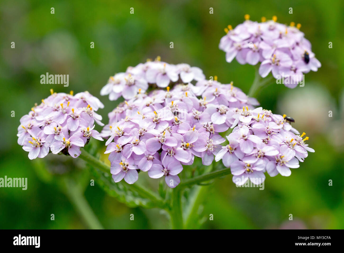 Yarrow (achillea millefolium), also known as Milfoil, close up of the flowers of the pink variety Stock Photo