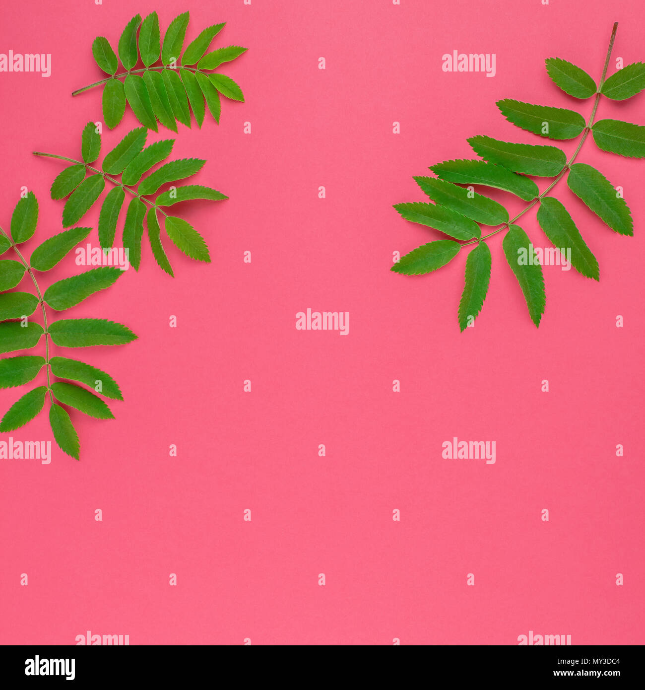 Creative flat lay top view pattern with fresh green rowan tree leaves ...