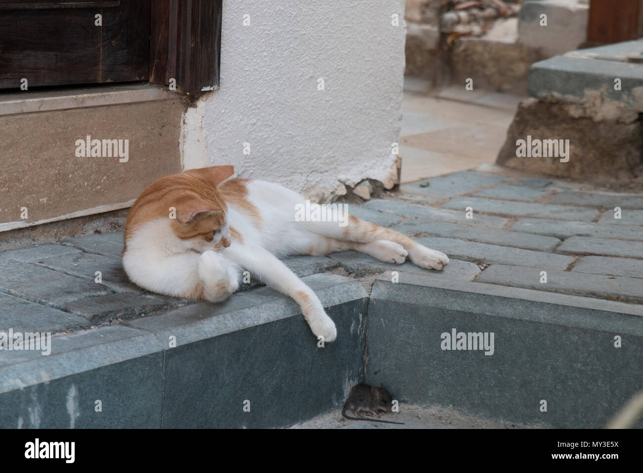 A stray cat is playing with a mouse Stock Photo