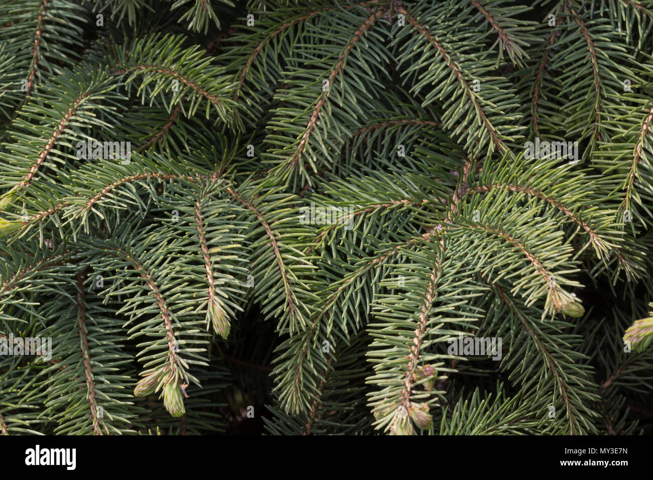 Green prickly branches fir hi-res stock photography and images - Alamy