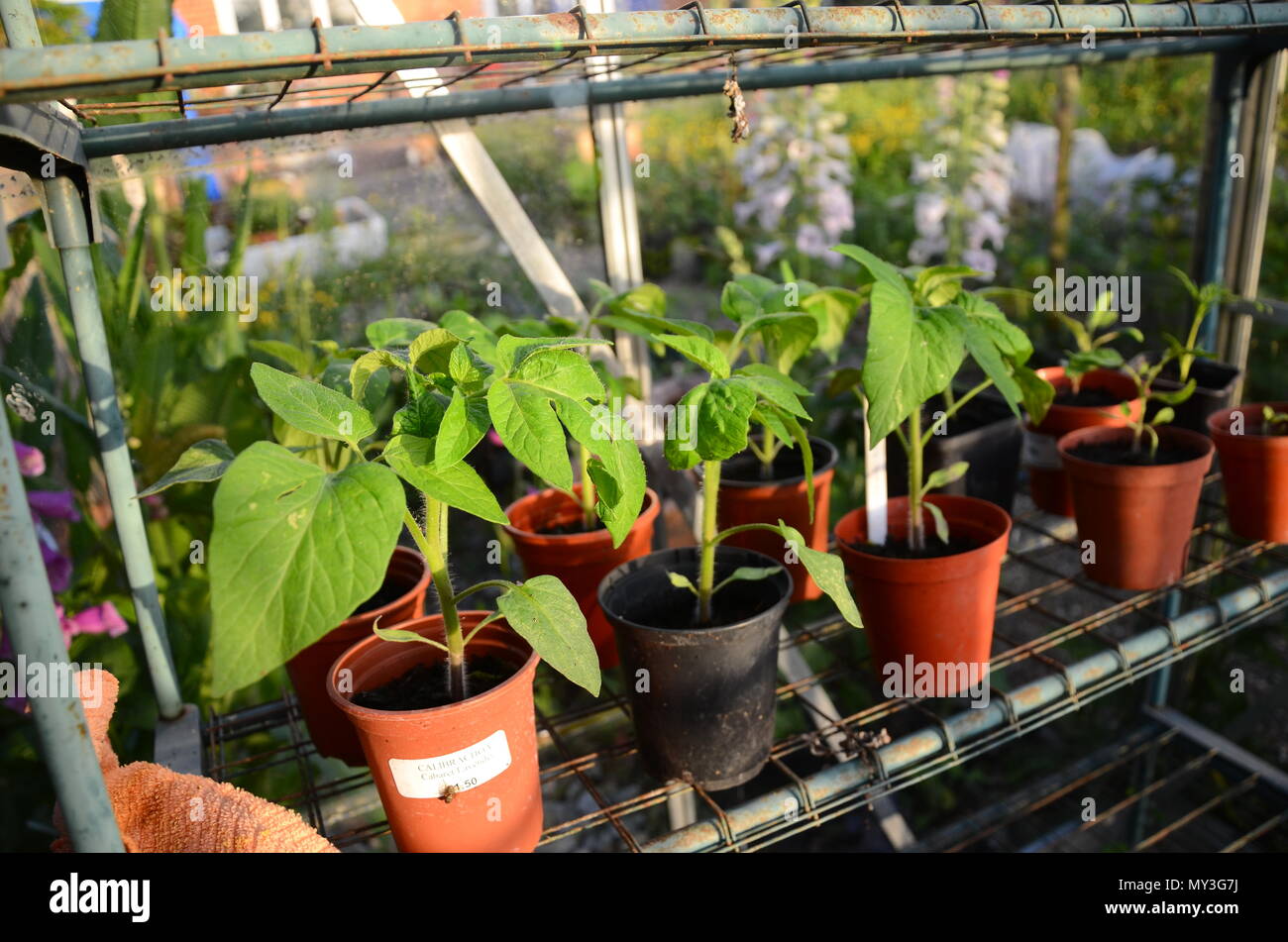 Tomato plants growing in pots on greenhouse shelf in English cottage