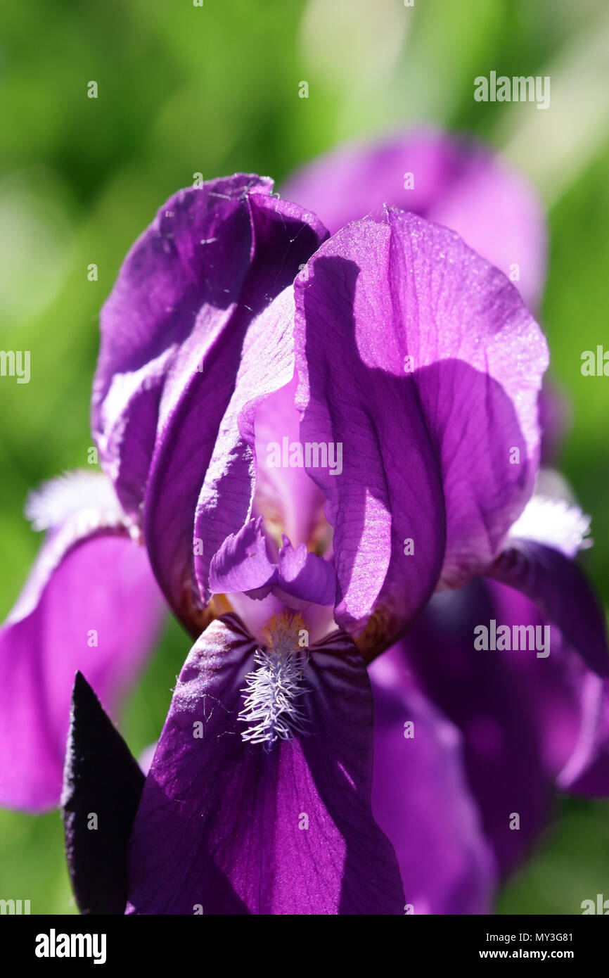 Iris violet on a blurring green vegetable background vertically. Macro.  Iridaceae Family. Stock Photo