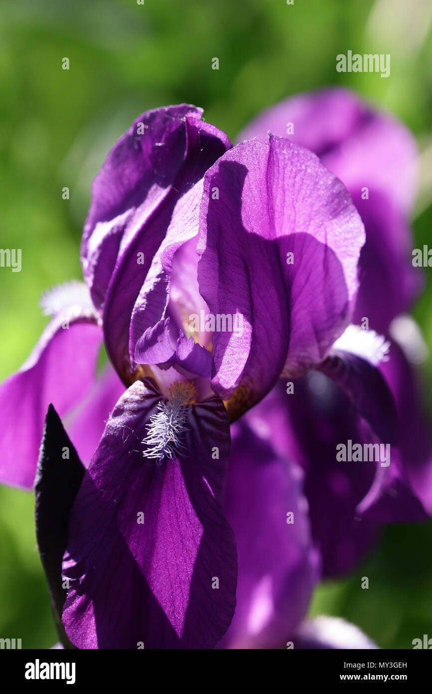 Iris violet on a blurring green vegetable background vertically. Macro.  Iridaceae Family. Stock Photo