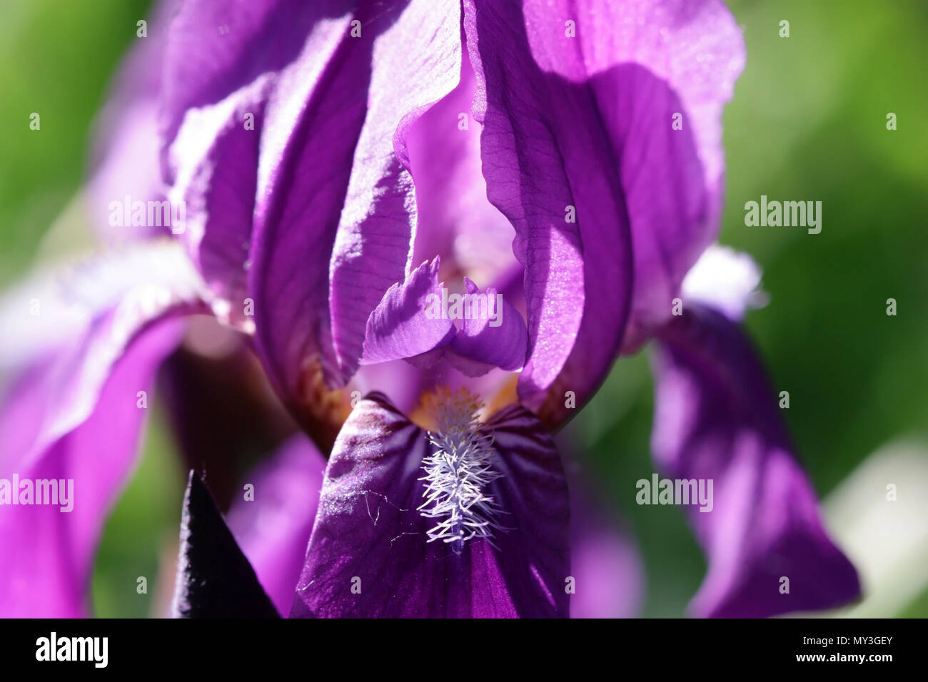 Iris violet on a blurring green vegetable background horizontally. Macro. Iridaceae Family. Stock Photo