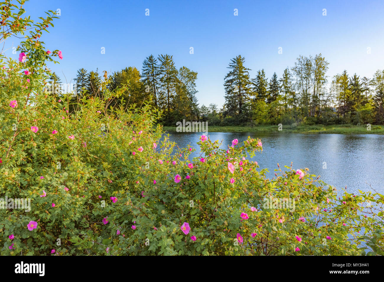 Courtenay airpark hires stock photography and images Alamy