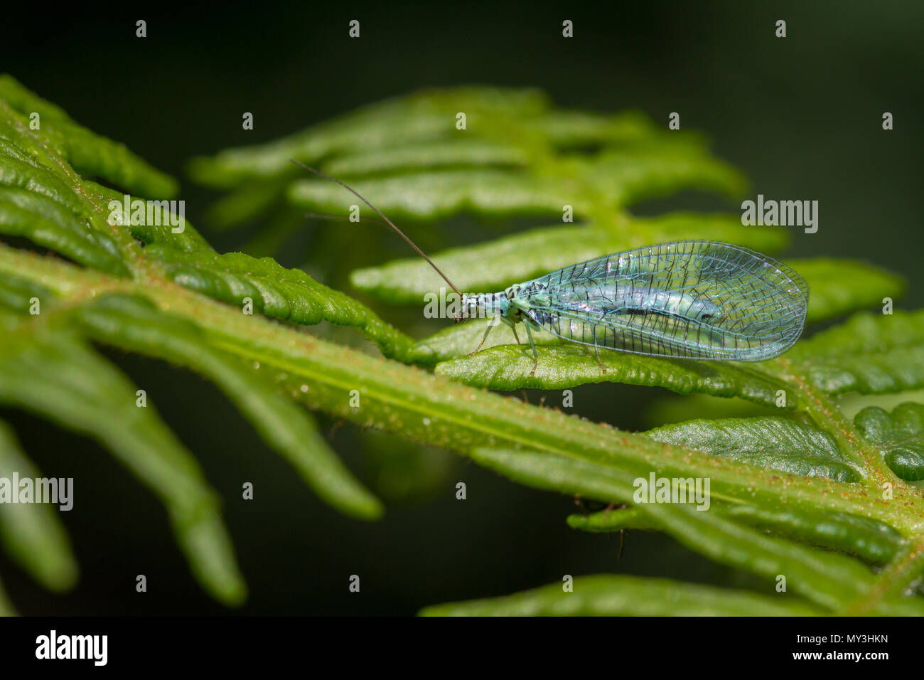 UK wildlife: Green lacewing (chrysopa perla) perched on ferns on moorland, Ilkley Moor, West Yorkshire Stock Photo