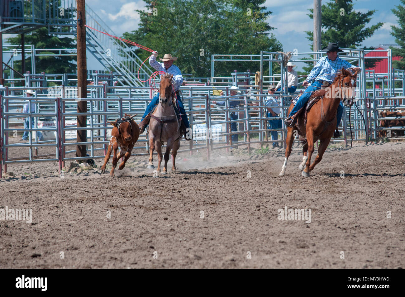 Calf Roping at an amateur rodeo. Nanton Nite Rodeo, Nanton, Alberta ...
