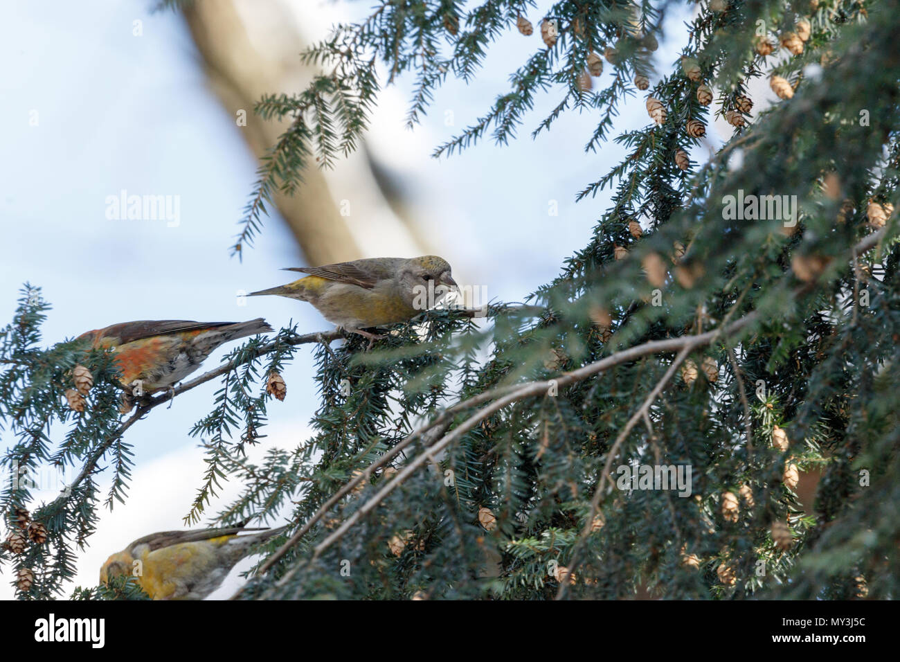 Crossbill (Loxia curvirostra). Russia,  Moscow. Stock Photo