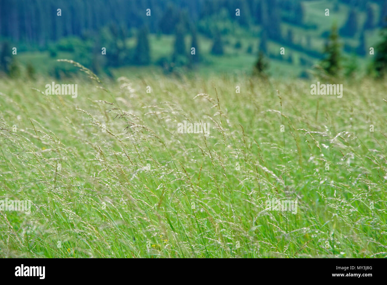 Road trip true the wonderful nature and landscape of Romania Stock ...