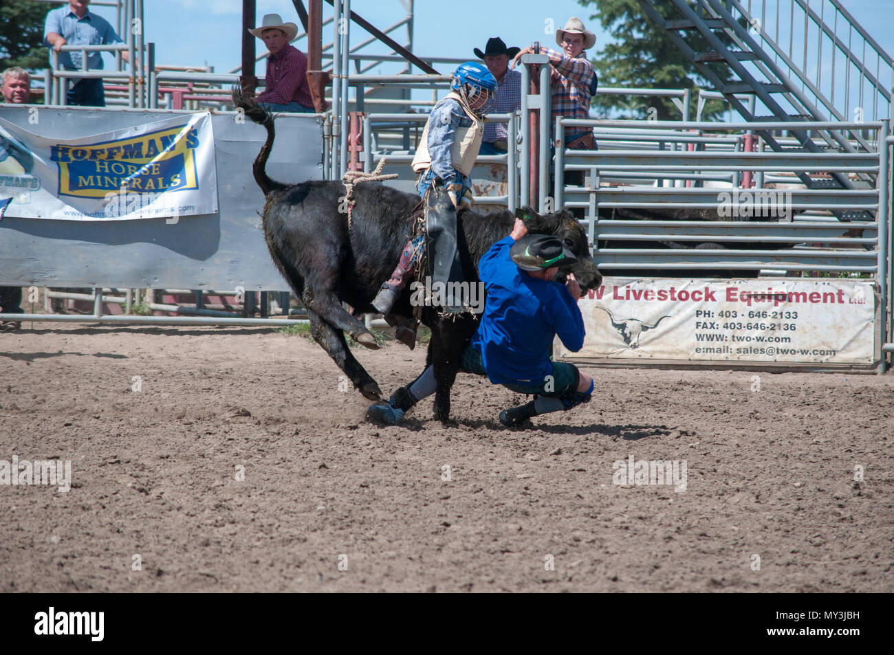 alberta cow riding amateur rodeo