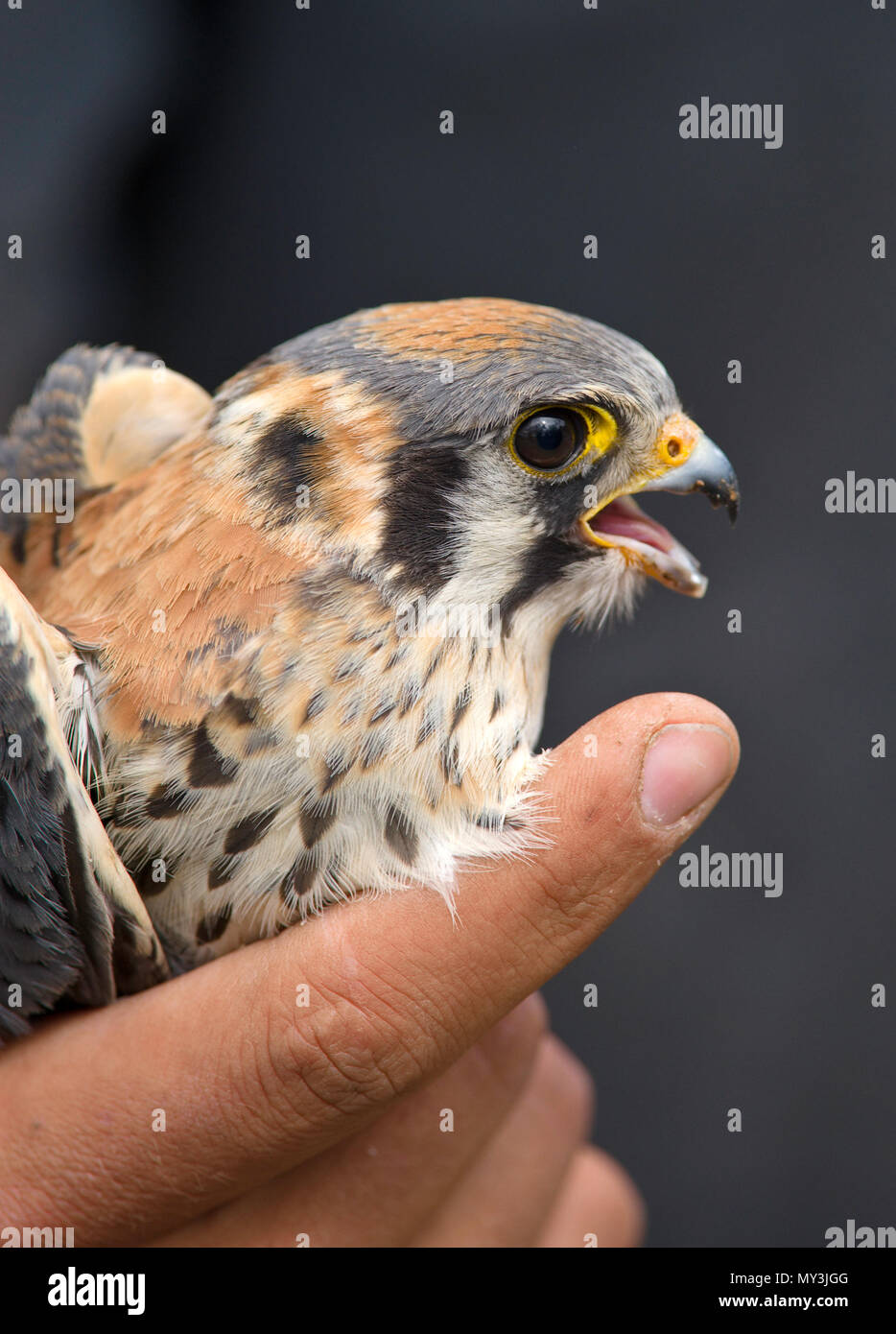 Hawkwatch.org hawk and raptor banding project at the largest raptor ...