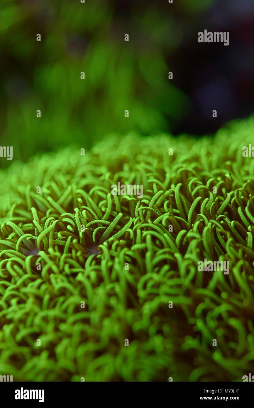 green star polyp coral Stock Photo