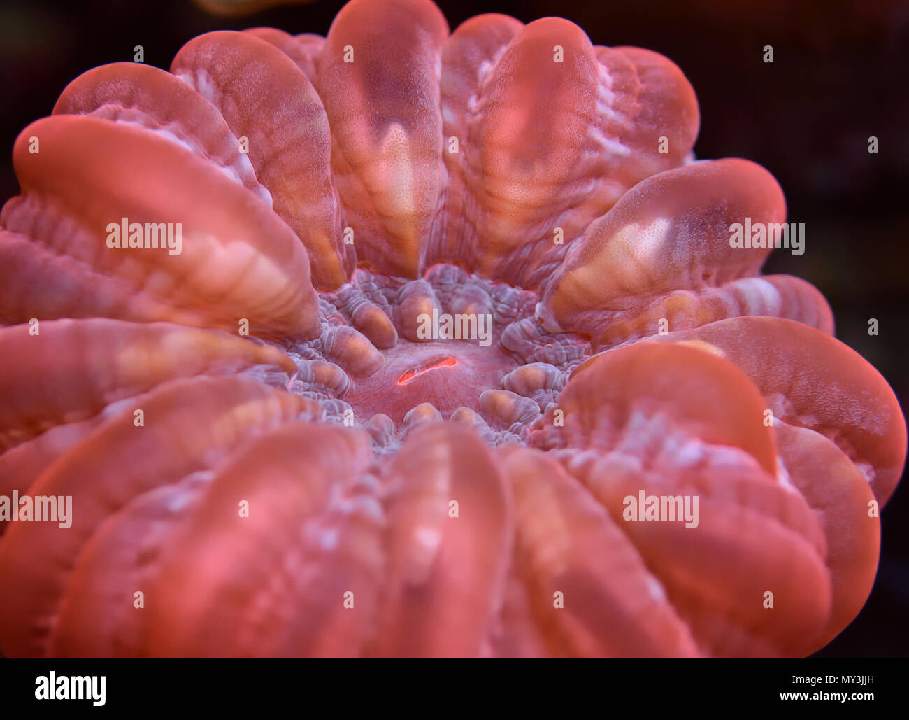 pink donut coral Stock Photo