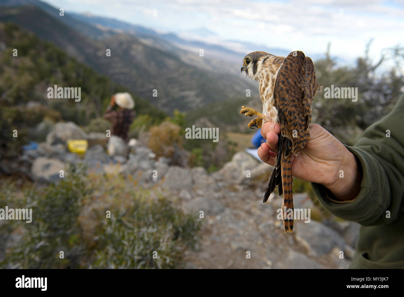 A male Kestrel waits to be released after being banded at Hawkwatch International's Goshute mountain research station with observers in the background Stock Photo