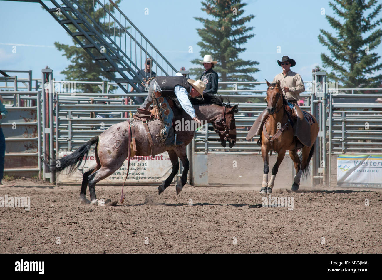 Amateur Saddlebronc rodeo competition. Nanton Nite Rodeo, Nanton ...