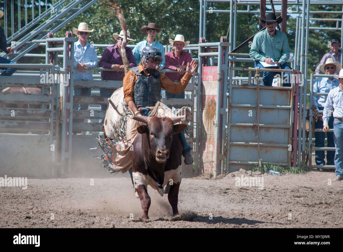 alberta cow riding amateur rodeo