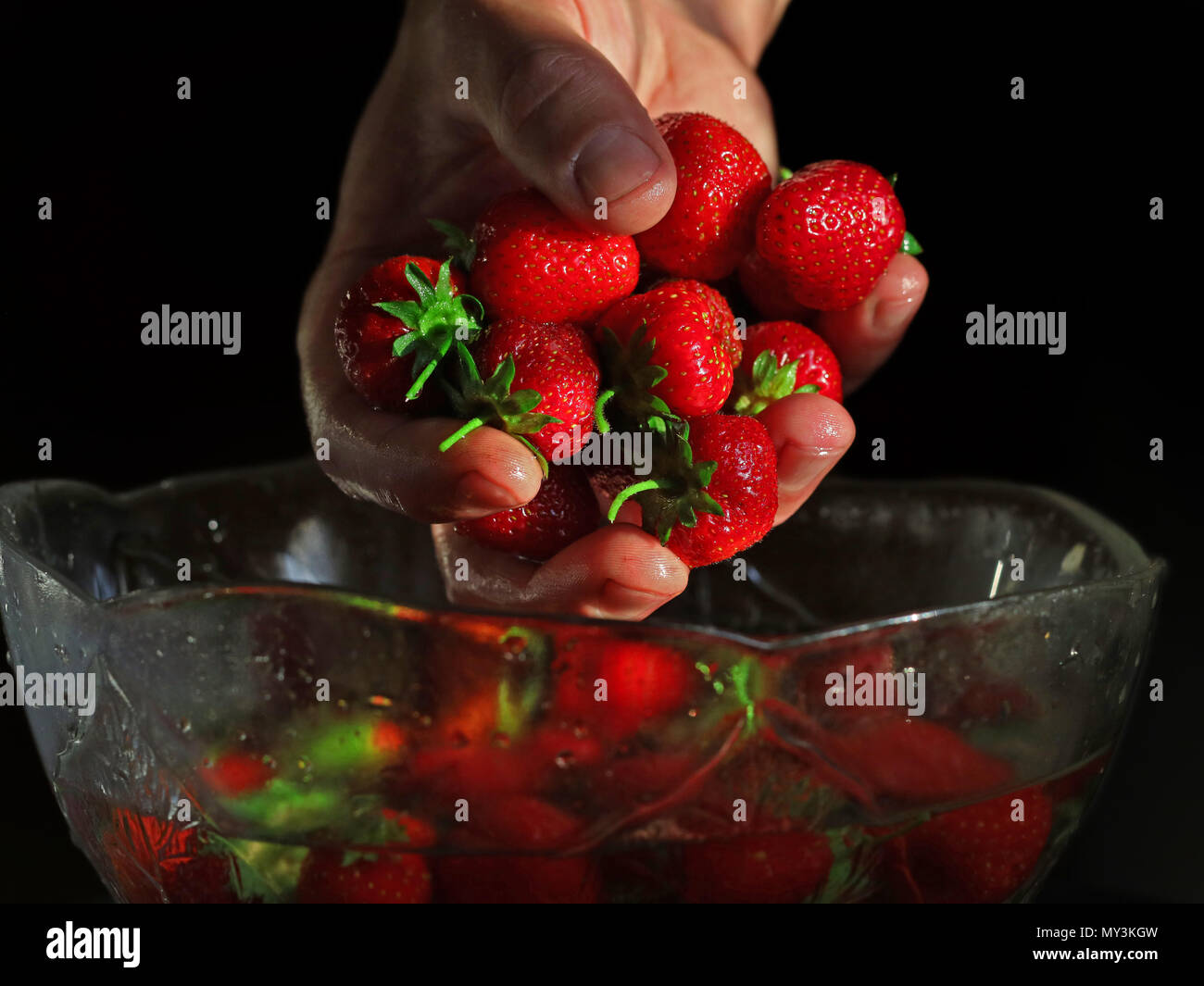 freshly washed strawberries are kept in hand over a bowl on dark background Stock Photo