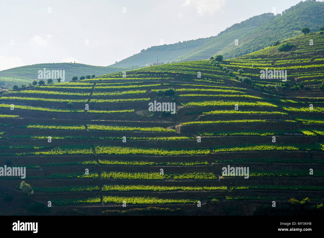 Bird's eye view of wine yards in the valley of the Douro Ervedosa, Portugal. Stock Photo