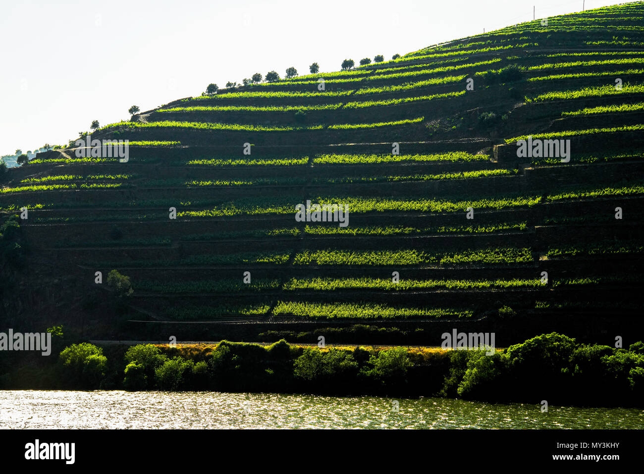 Panoramic view of wine yards in the valley of the Douro Ervedosa, Portugal. Stock Photo