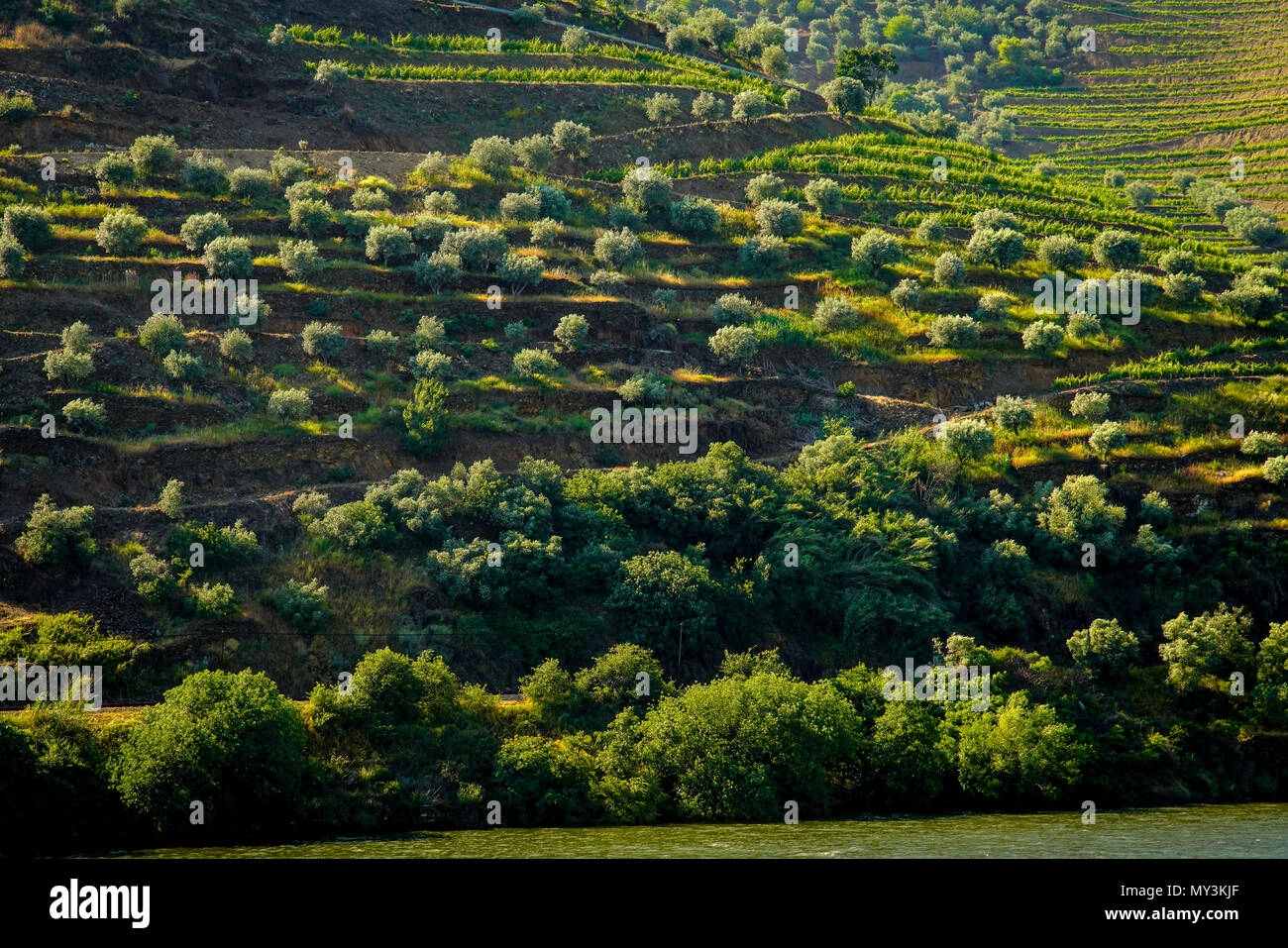 Bird's eye view of olive trees and wine yards in the valley of the Douro Ervedosa, Portugal. Stock Photo