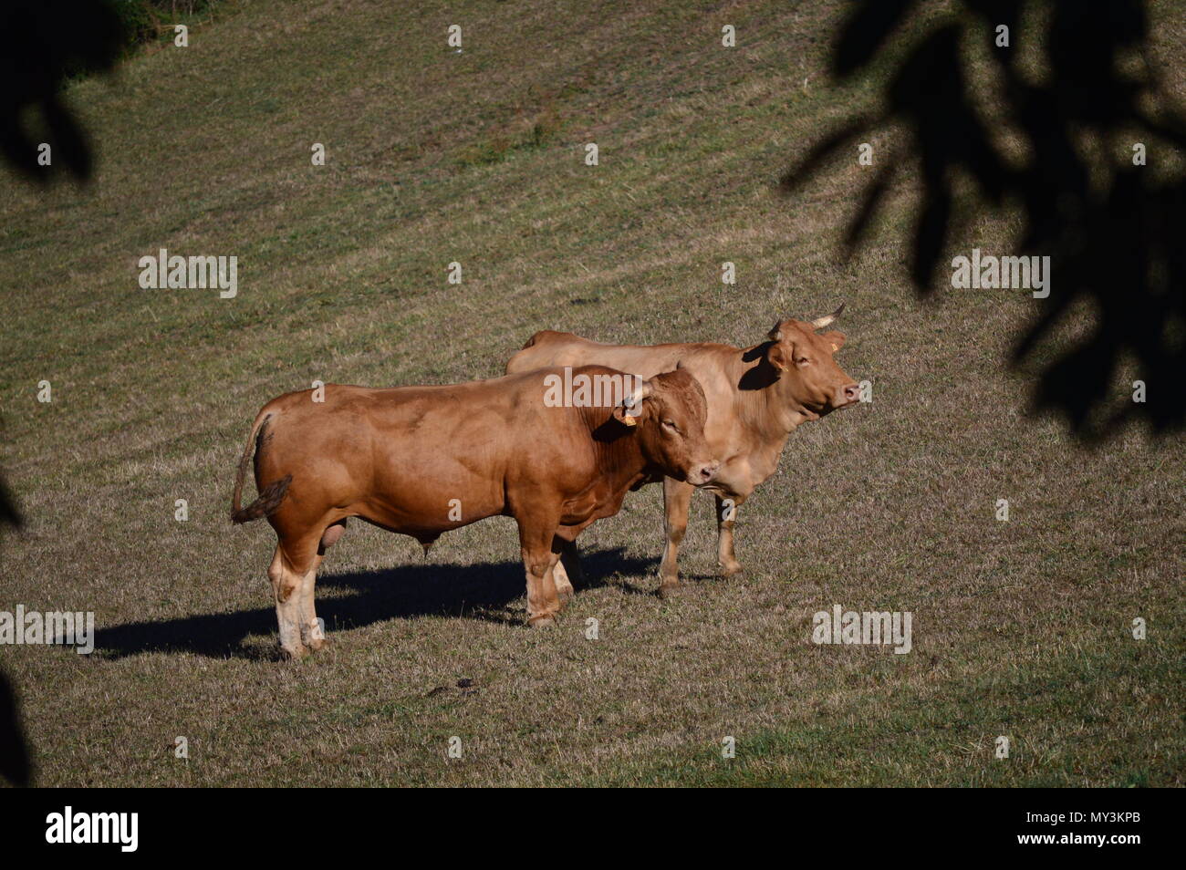 Cows Grazing and Sunbathing in the Meadows of the Mountains of Galicia. Travel Animals Nature. August 18, 2016. Rebedul, Becerrea Lugo Galicia Spain. Stock Photo