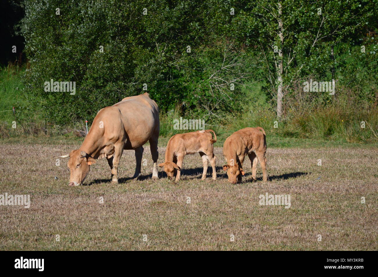 Cows Grazing With Their Calf And Sunbathing In The Meadows Of The Mountains Of Galicia. Travel Animals Nature. August 18, 2016. Rebedul, Becerrea Lugo Stock Photo