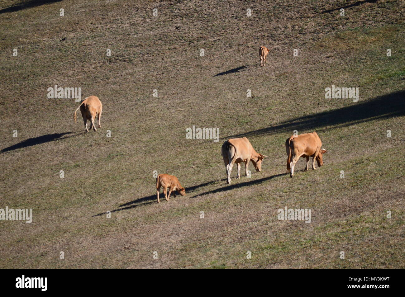 Cows Grazing In The Meadows Of The Mountains Of Galicia. Travel Animals Nature. August 18, 2016. Rebedul, Becerrea Lugo Galicia Spain. Stock Photo