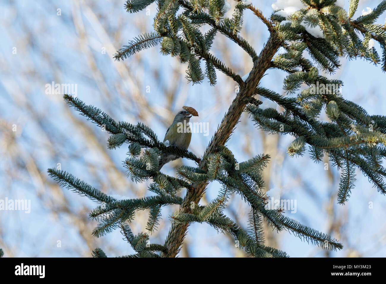 Crossbill (Loxia curvirostra). Russia,  Moscow. Stock Photo