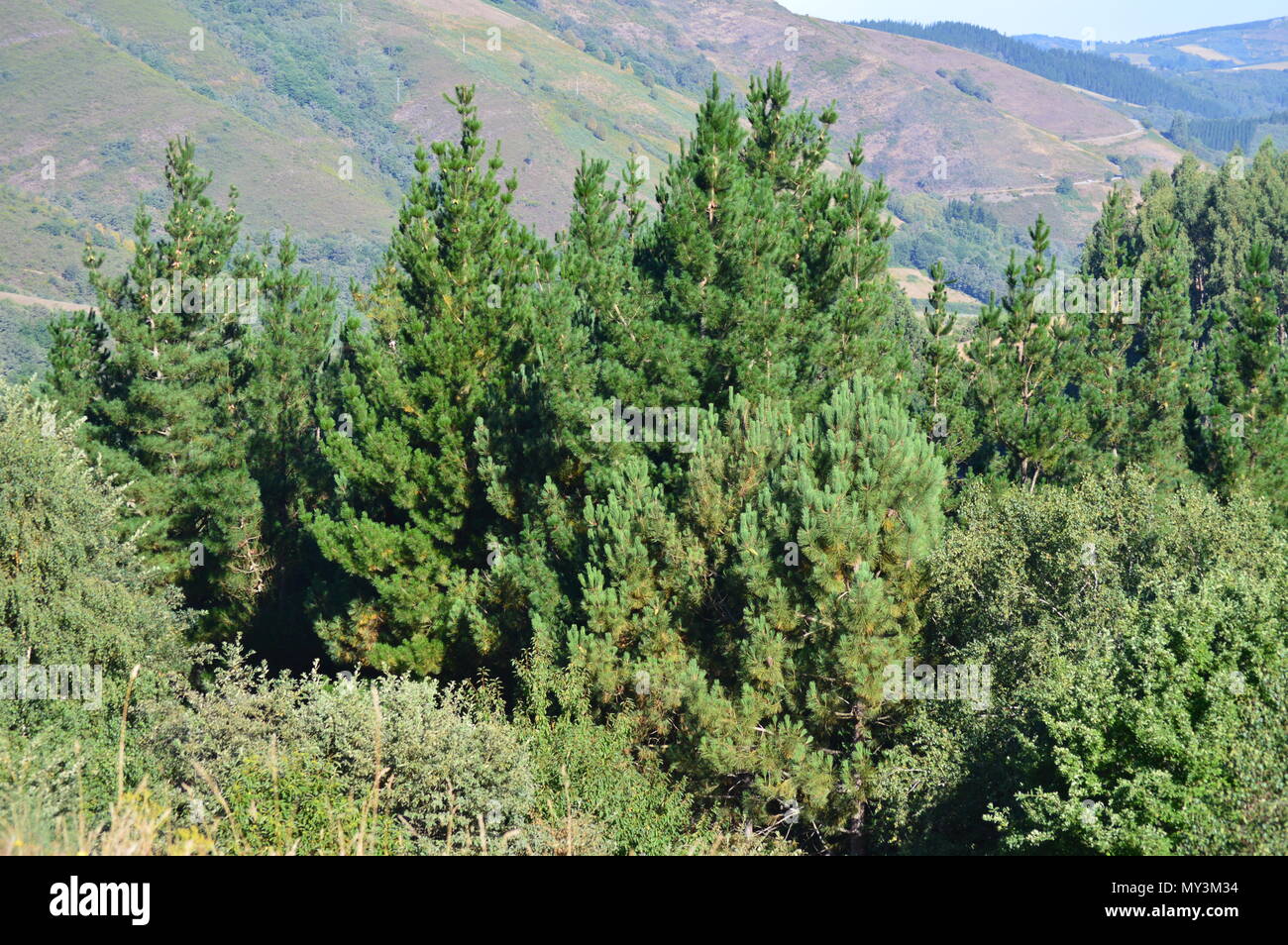 Leafy Forest Of Pines In The Mountains Of Galicia. Travel Landscape Botanic. 18 August 2016. Rebedul, Becerrea Lugo Galicia Spain. Stock Photo