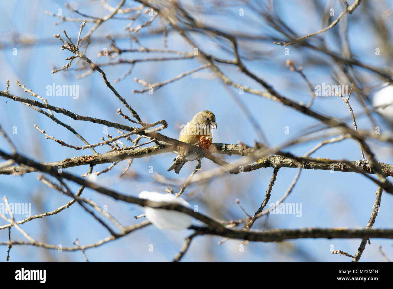 Crossbill (Loxia curvirostra). Russia,  Moscow. Stock Photo