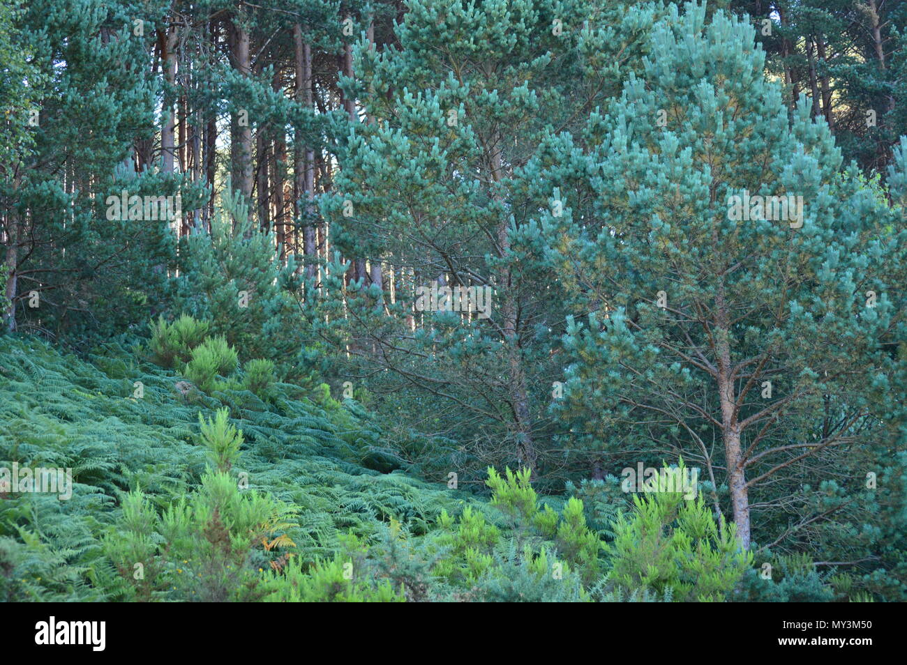 Leafy Eucalyptus Forest In The Mountains Of Galicia. Travel Landscape Botanic. August 18, 2016. Rebedul, Becerrea Lugo Galicia Spain. Stock Photo