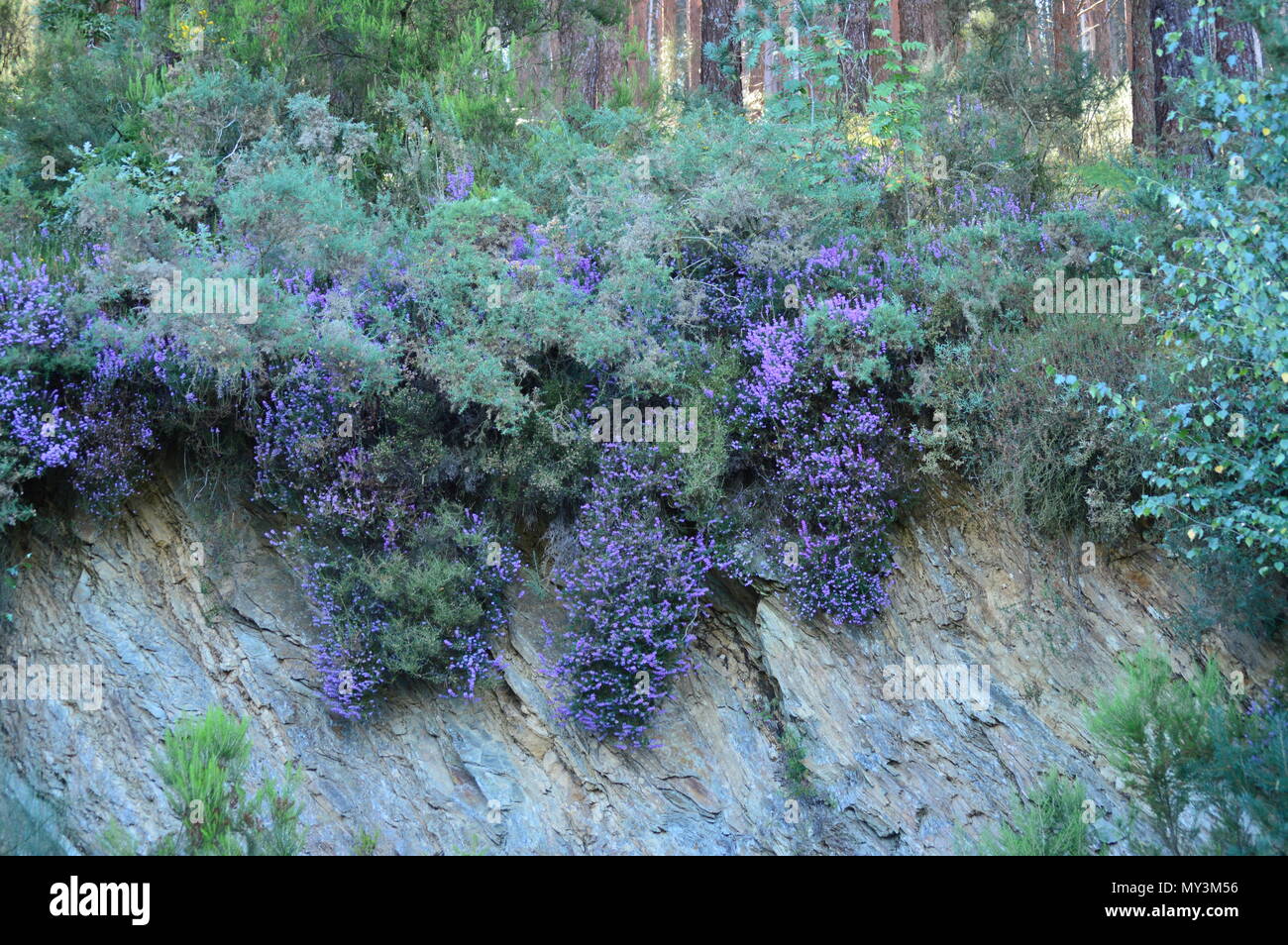 Violet Flowers Inside A Eucalyptus Forest In The Meadows Of The Mountains Of Galicia. Travel Flowers Nature. August 18, 2016. Rebedul, Becerrea Lugo G Stock Photo