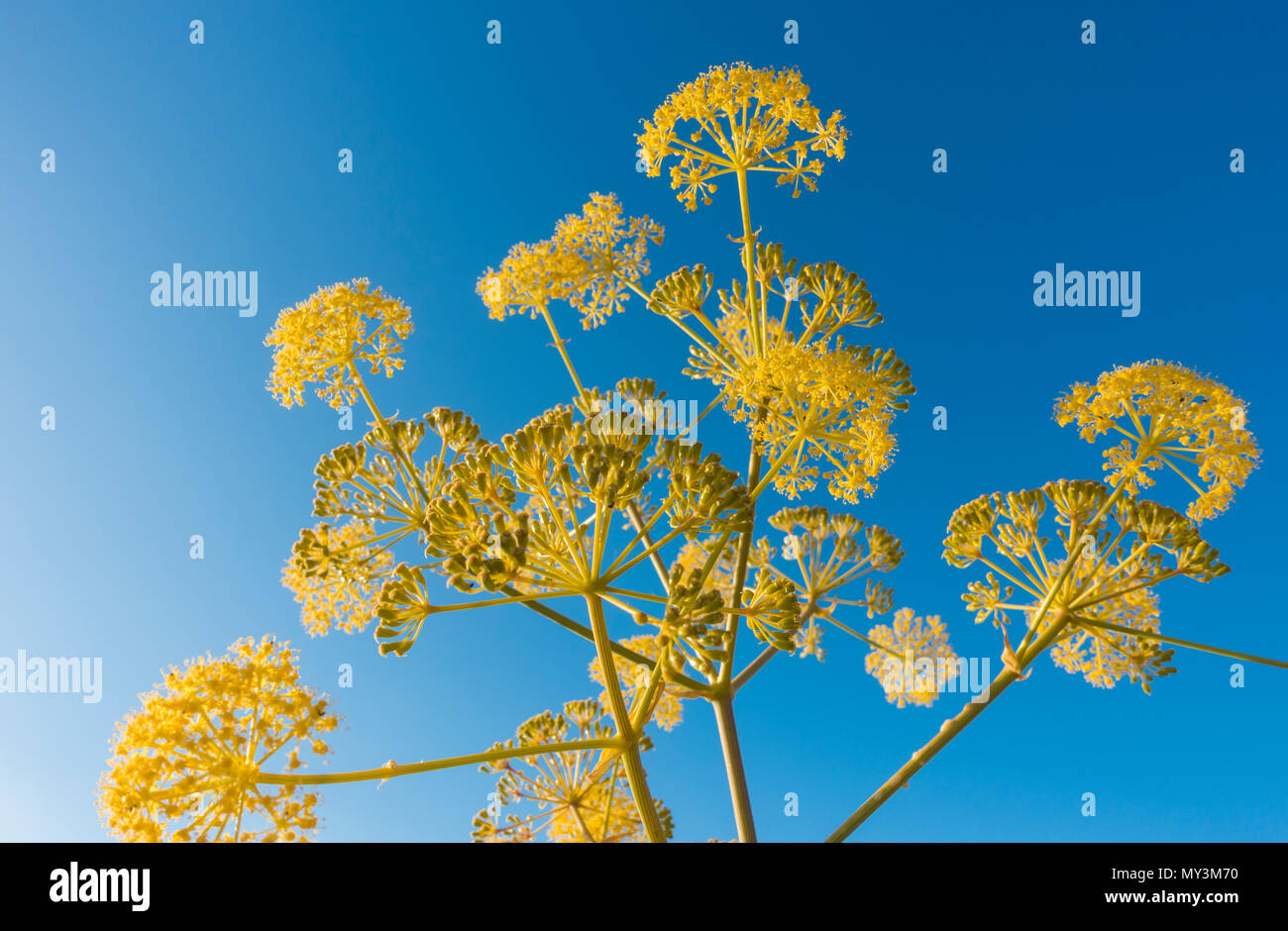 Ferula Linkii (Apiaceae family) an endemic Canary Island plant in flower on mountain on Gran Canaria, Canary Islands, Spain Stock Photo