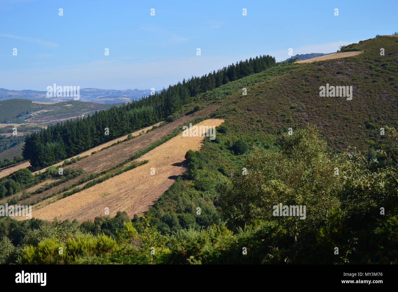 View Of The Landscapes Of The Meadows Of The Mountains Of Galicia. Travel Flowers Nature. August 18, 2016. Rebedul, Becerrea Lugo Galicia Spain. Stock Photo