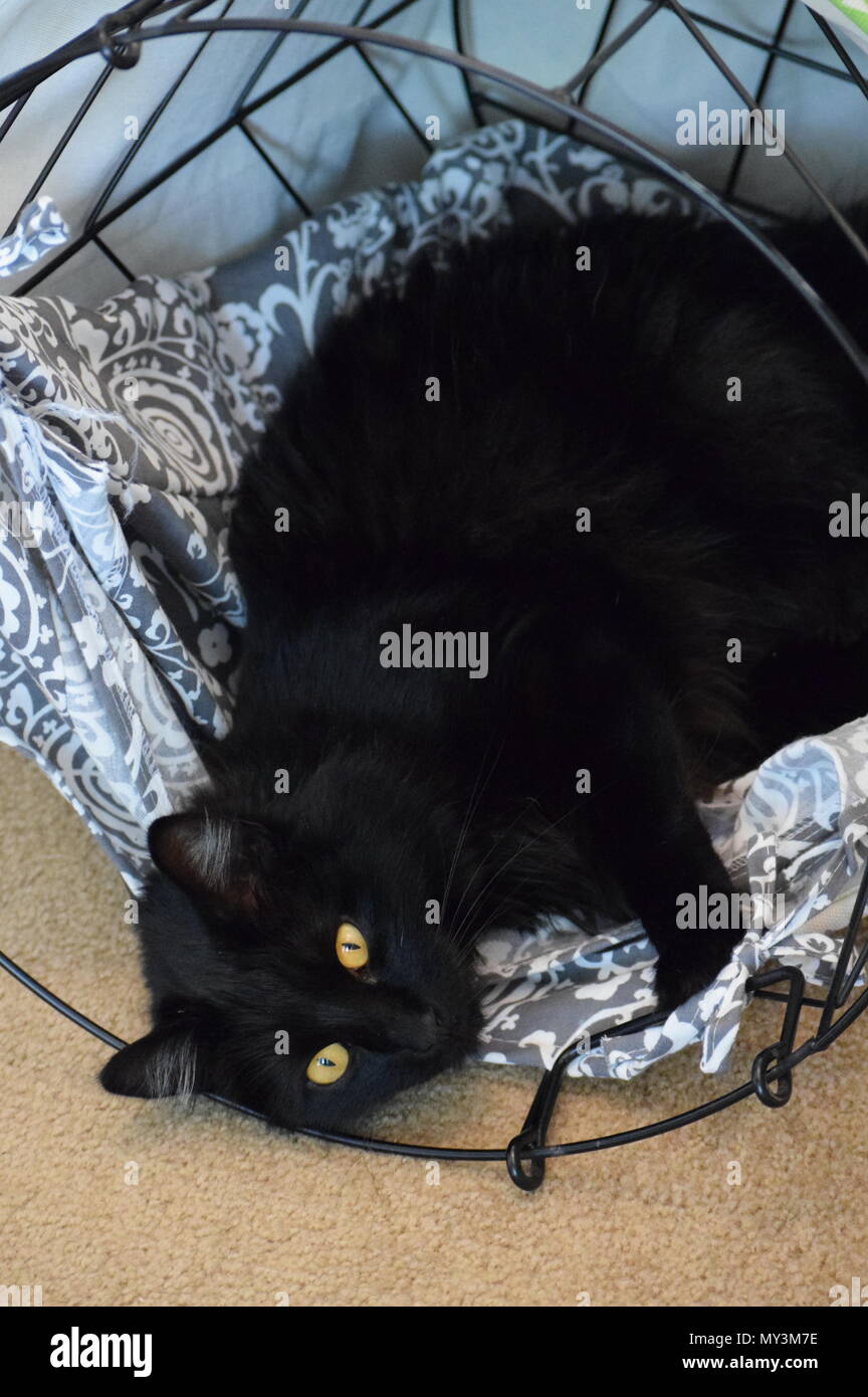 Cat in basket Stock Photo