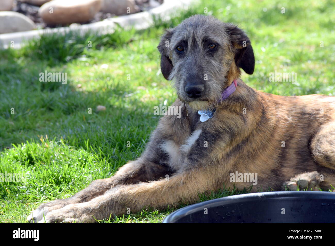Irish Wolfhound puppy Stock Photo