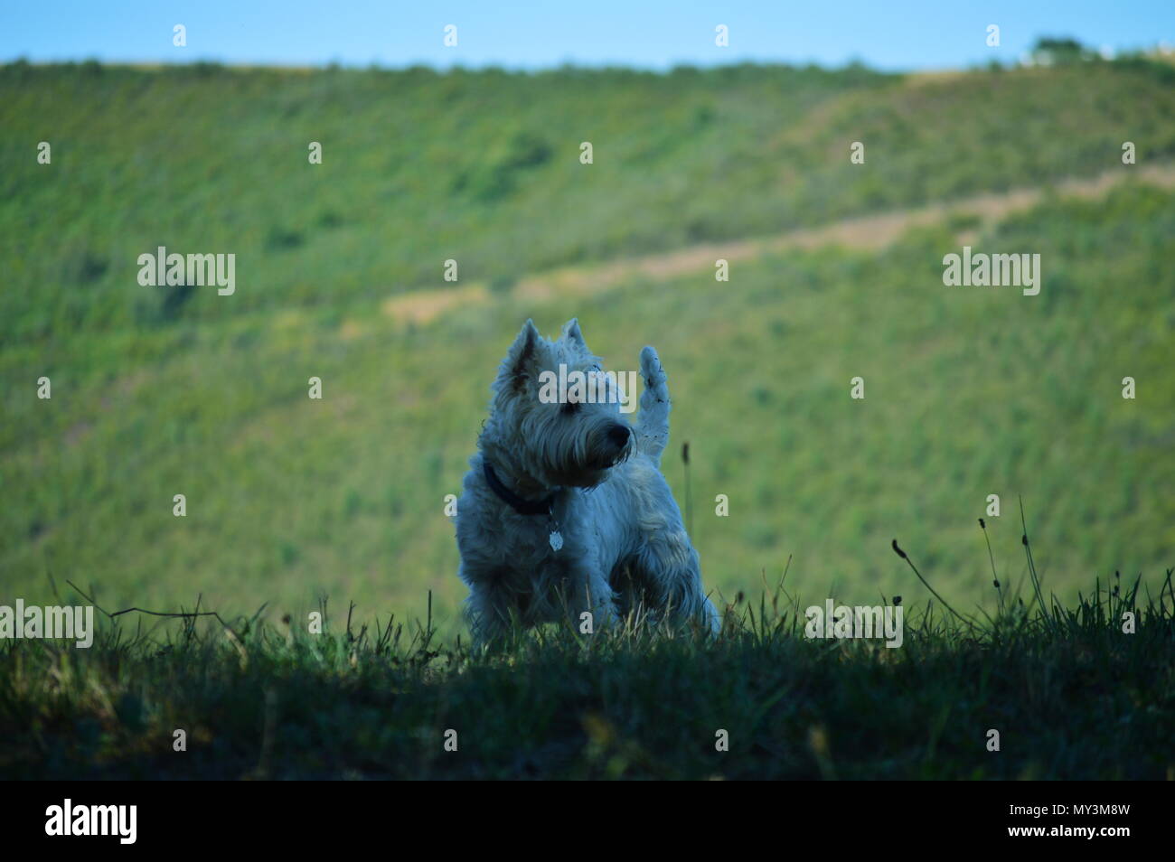 West Highland White Terrier Dog Playing In The Meadows Of The Mountains Of Galicia. Travel Animals Nature. August 18, 2016. Rebedul, Becerrea Lugo Gal Stock Photo