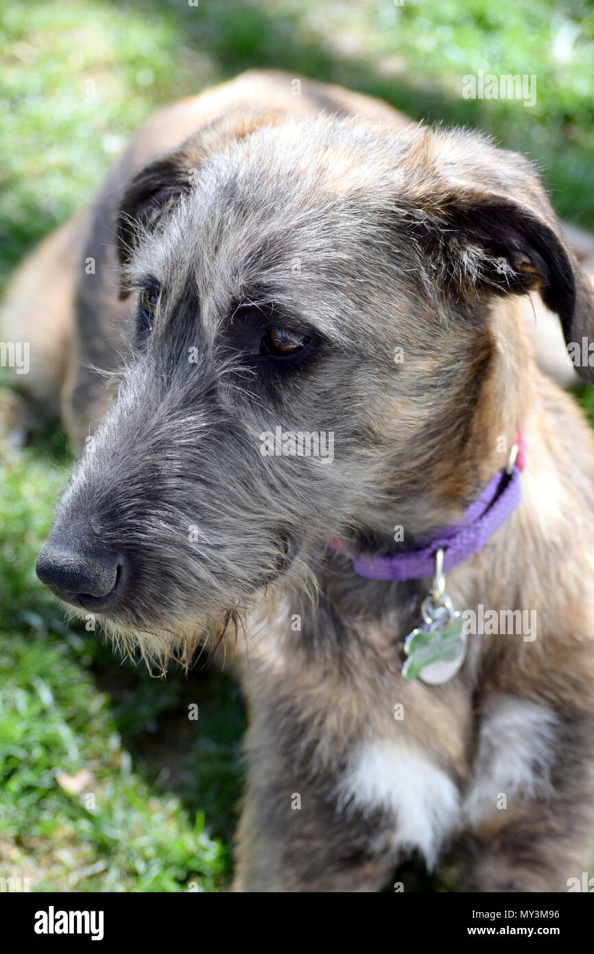 Irish Wolfhound puppy Stock Photo