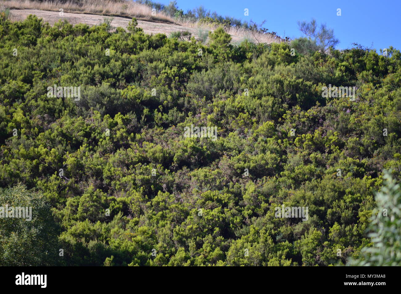 Leafy Eucalyptus Forest In The Mountains Of Galicia. Travel Landscape Botanic. August 18, 2016. Rebedul, Becerrea Lugo Galicia Spain. Stock Photo