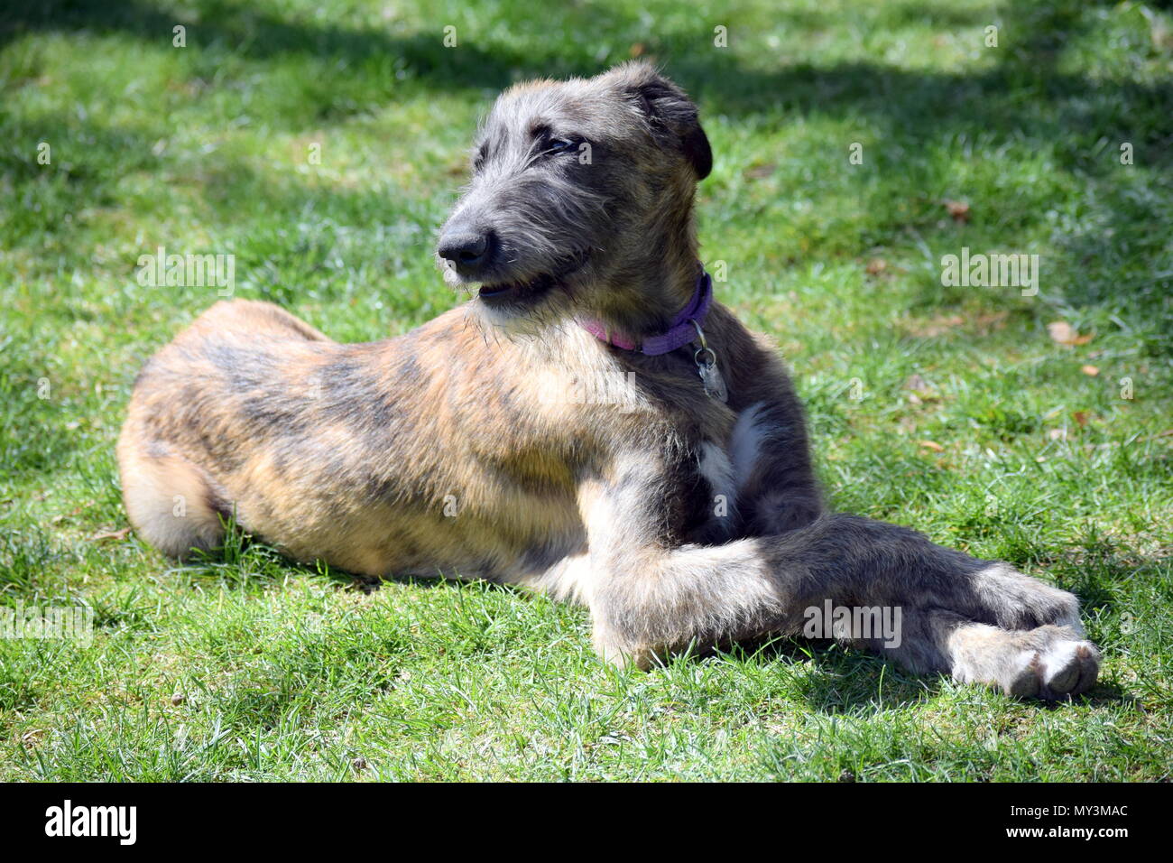 Irish Wolfhound puppy Stock Photo