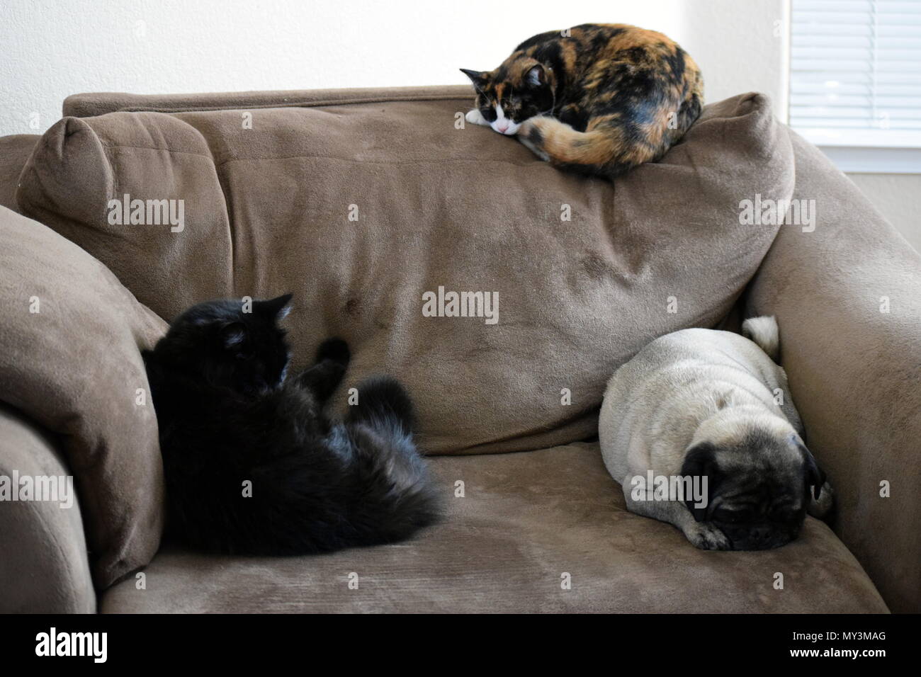 cats and dog co-existing Stock Photo